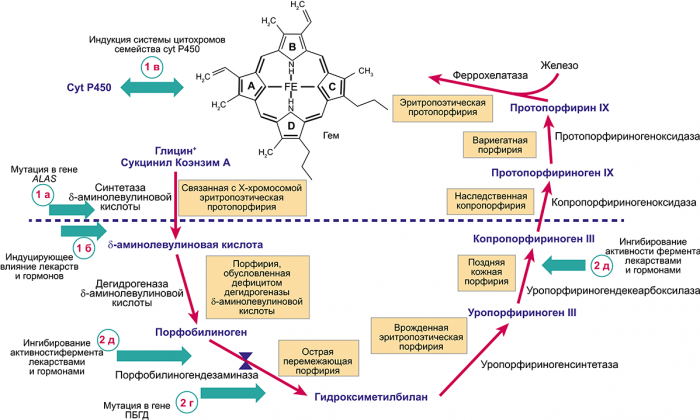 Рис. 1. Схема цикла биосинтеза гема с указанием возможных точек реализации порфириногенных эффектов лекарственных препаратов.